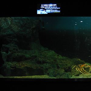 tank for Japanese spider crabs (Macrocheira kaempferi)