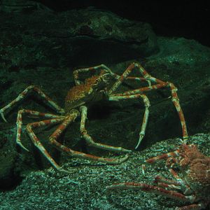Japanese spider crabs (Macrocheira kaempferi)