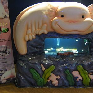 tank for axolotls (Ambystoma mexicanum)