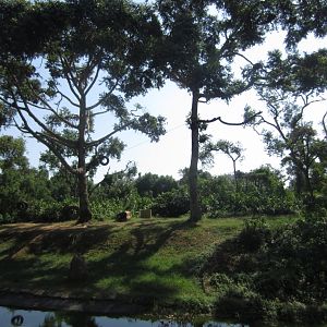 Part of the chimp exhibit