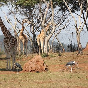 Kidepo exhibit - Rothschild's Giraffes