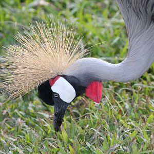 Grey Crowned Crane