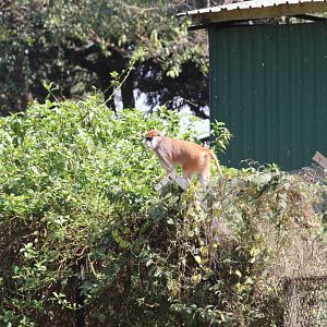 Patas Monkey
