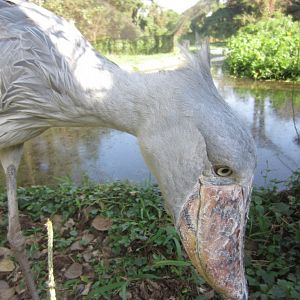 Shoebill
