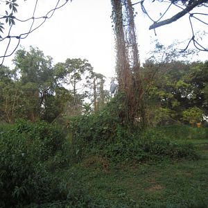 Interior of Shoebill aviary