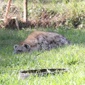Spotted [Laughing] Hyena