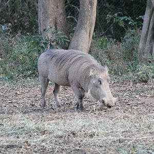 Warthog