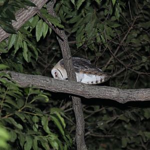 Barn Owl