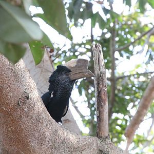 Black-and-White Casqued Hornbill