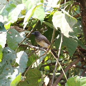 Common Bulbul