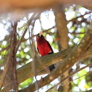 Double-toothed Barbet