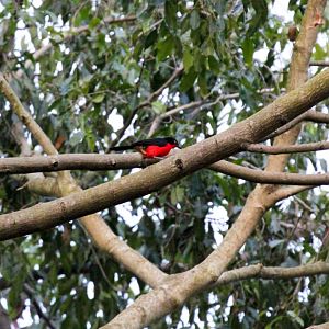 Black-headed Gonolek