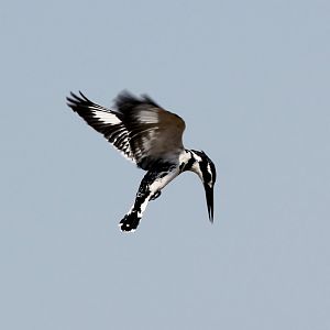 Pied Kingfisher
