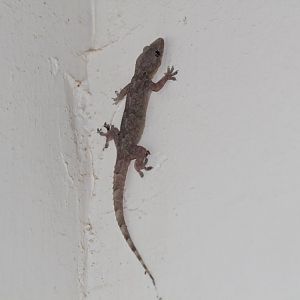 Tropical House Gecko