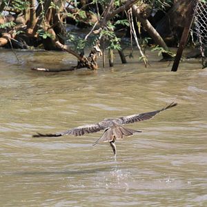 Yellowbilled Kite with dinner
