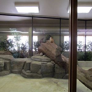 African Plains - Patas Monkey Indoor Exhibit