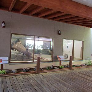 African Plains - Patas Monkey Indoor Exhibit