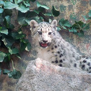 Snow Leopard Cub