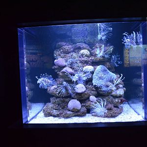 small lionfish aquarium