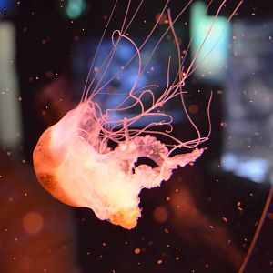 jellyfish