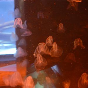 Amazing "lightning" jellyfish