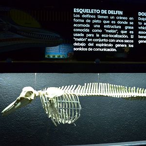 Dolphin skeleton