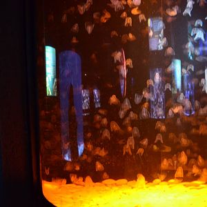 Jellyfish aquariums