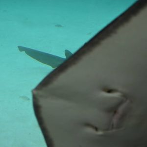Photobombed nurse shark photo
