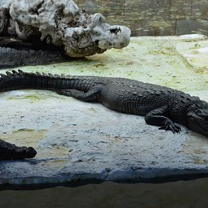 Crocodile/alligator ID