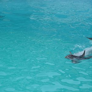 baby bottlenose dolphins (Tursiops truncatus)