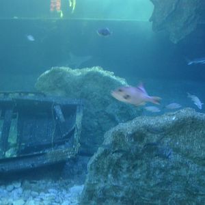 Shipwreck aquarium