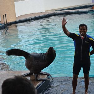 Sealion in show