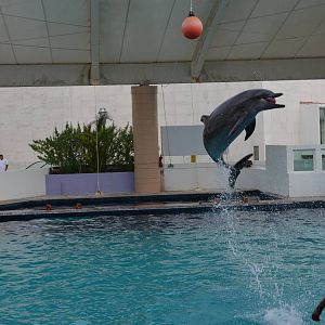 Dolphin show