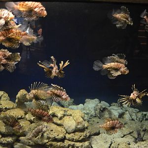 Lionfish big aquarium