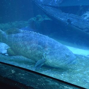 Grouper in the shipwreck aquarium