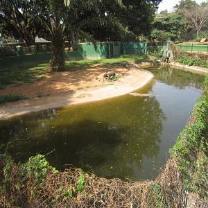 Nile Crocodile Enclosure