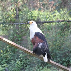 African Fish Eagle