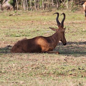 Hartebeest