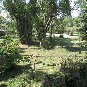 Lion exhibit viwed from the rear