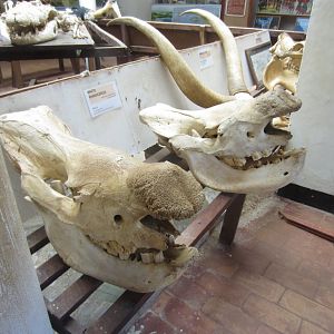 Rhino skulls