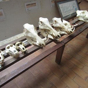 Skull display