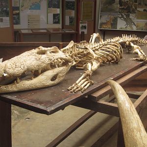 Crocodile skeleton