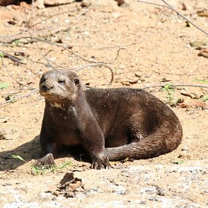 Spot-necked Otter