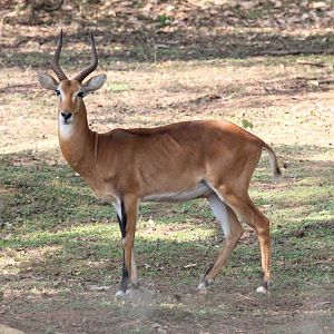 Ugandan Kob