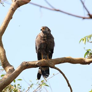 African Harrier Hawk - wild bird