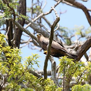 Black Kite eating a weaver - wild bird