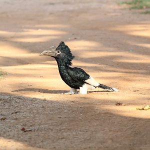 Black-and-white Casqued Hornbill - wild bird