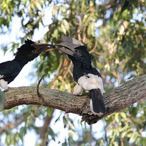 Black-and-white Casqued Hornbill - wild bird
