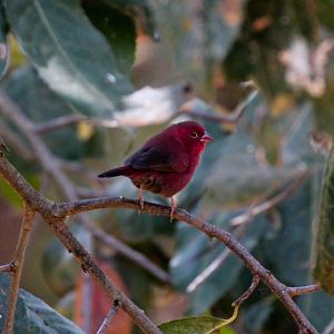 Redbilled Firefinch - wild bird
