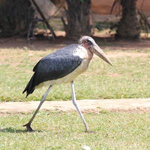 Marabou - wild bird